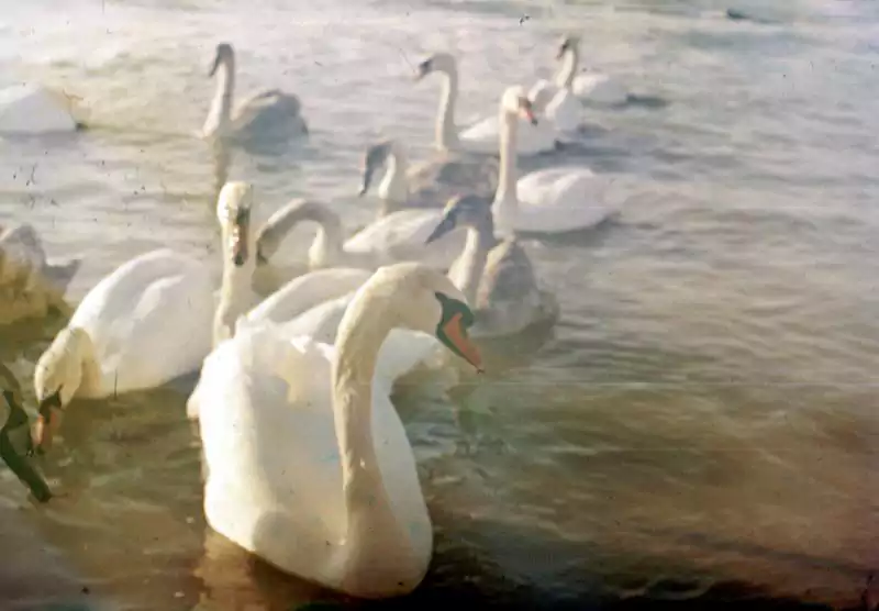 Лебеди на берегу Каспийского моря.