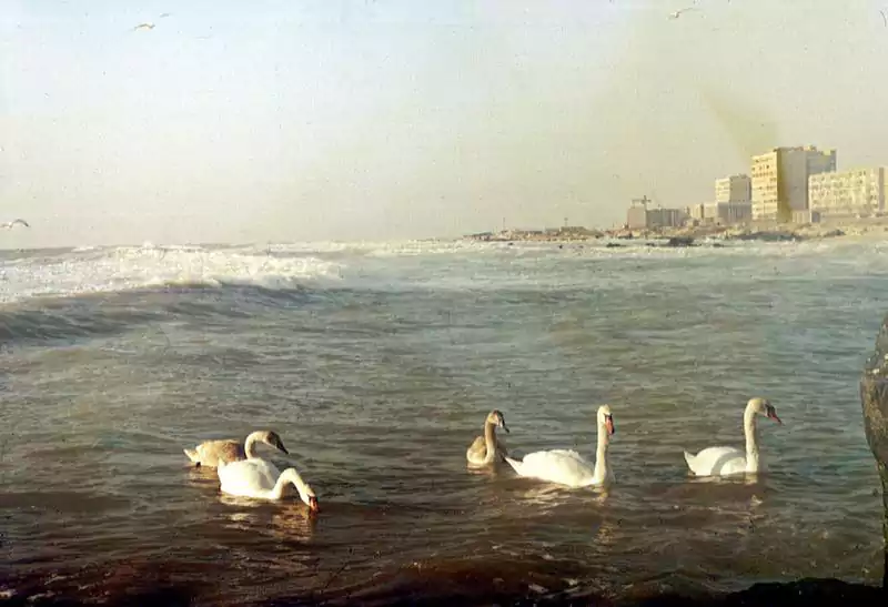 Лебеди, берег Каспийского моря.
