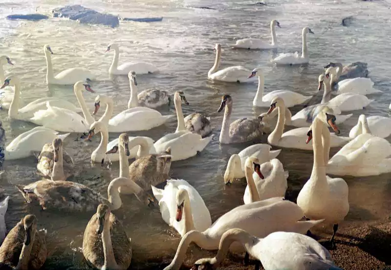 Лебеди, побережье Каспийского моря.
