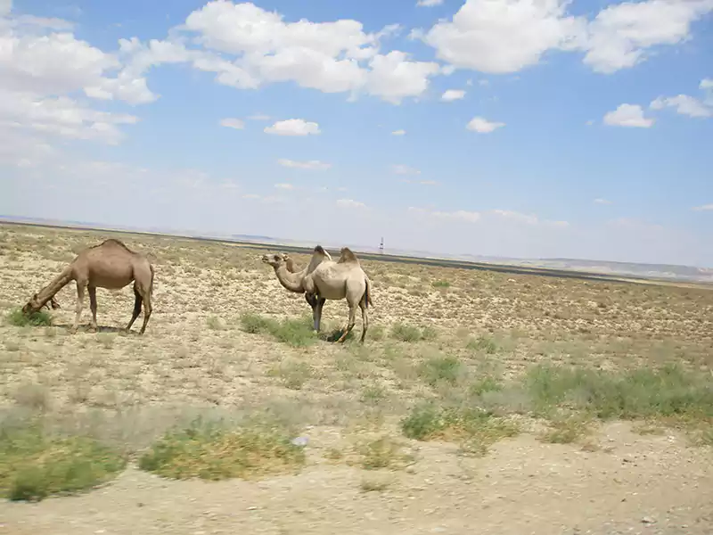 Верблюды в степи Мангистауской (Мангышлакской) области